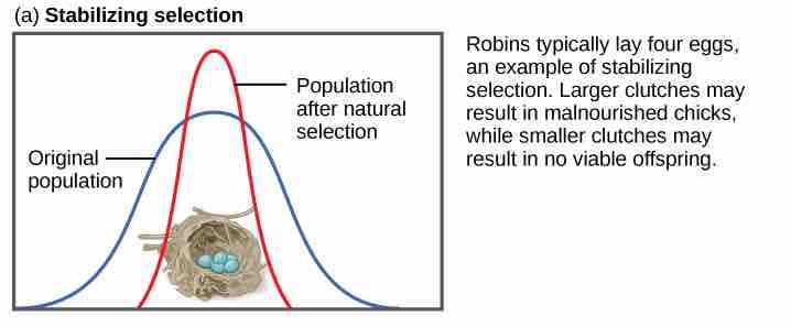 Stabilizing selection